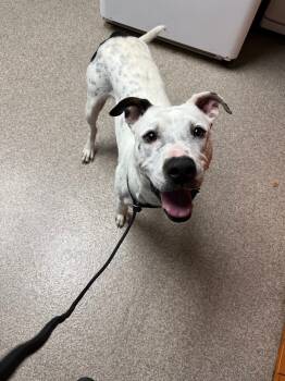 Rescue Pit Bull Terrier Dogs for Adoption in Troy, Ohio - Flash | PetCurious
