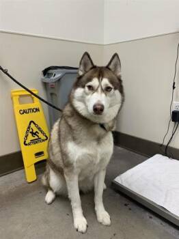 Rescue Siberian Husky and Mixed Breed Dogs for Adoption in Bellevue, Washington - Toaster | PetCurious