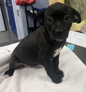 Calamari -  Boxer and Mixed Breed Dog for Adoption in Morristown, New Jersey - Calamari | PetCurious