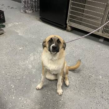Cosmo -  Great Pyrenees and Mixed Breed Dog for Adoption in Saint Joseph, Missouri - Cosmo | PetCurious