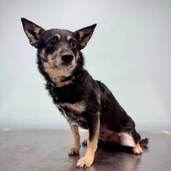 Mixed Breed Dogs Available for Adoption in Portland, Oregon - Tesla | PetCurious