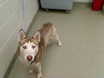 SIF -  Siberian Husky and Mixed Breed Dog for Adoption in Omaha, Nebraska - SIF | PetCurious