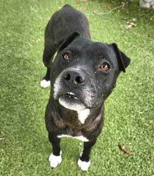 Layna -  Pit Bull Terrier Dog for Adoption in Austin, Texas - Layna | PetCurious