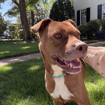 Wilson -  Pit Bull Terrier Dog for Adoption in Richmond, Virginia - Wilson | PetCurious