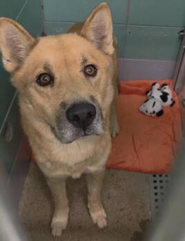 A2093365 -  Chow Chow and Mixed Breed Dog for Adoption in Houston, Texas - A2093365 | PetCurious