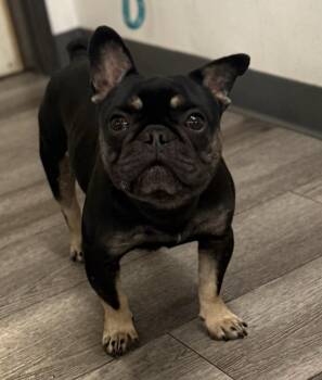 French Bulldog Dogs Available for Adoption - Rebel | PetCurious