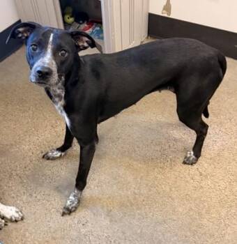 Patchy -  Hound Dog for Adoption in Cleveland, Ohio - Patchy | PetCurious