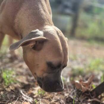 Penelope -  Pit Bull Terrier and Mixed Breed Dog for Adoption in Dover, Arkansas - Penelope | PetCurious