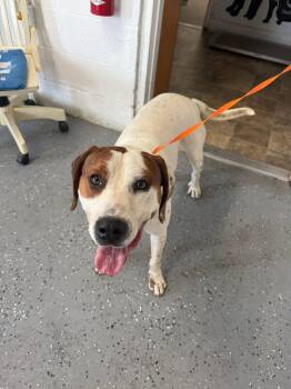 Motley -  Hound Dog Available for Adoption in Lewisburg, Tennessee - Motley | PetCurious