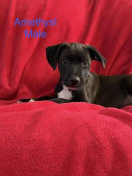 Amethyst -  German Shepherd Dog Dog for Adoption - Amethyst | PetCurious