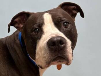 Mochi -  Pit Bull Terrier and Mixed Breed Dog for Adoption in Golden Valley, Minnesota - Mochi | PetCurious