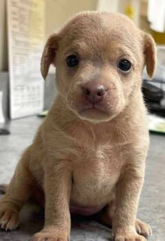 Rescue Chihuahua Dogs for Adoption in Middletown, Connecticut - Ruth | PetCurious