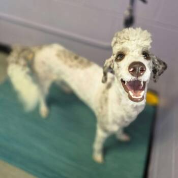 Lego -  Miniature Poodle and Labrador Retriever Dog for Adoption in Louisville, Kentucky - Lego | PetCurious