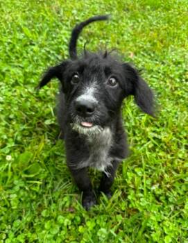 Jetta -  Black Labrador Retriever and Cattle Dog Dog for Adoption in Churchville, New York - Jetta | PetCurious