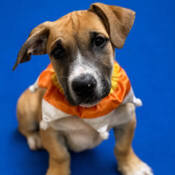Kodak -  American Staffordshire Terrier and Mixed Breed Dog for Adoption in Riverside, California - Kodak | PetCurious
