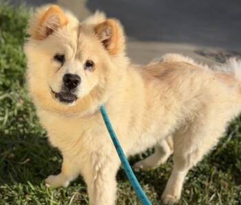 Lily -  Chow Chow Dog for Adoption in Sacramento, California - Lily | PetCurious