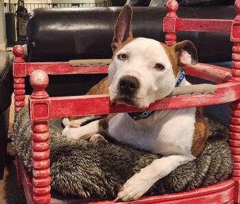 Rescue Boxer and American Staffordshire Terrier Dogs for Adoption in Youngsville, North Carolina - Basil | PetCurious