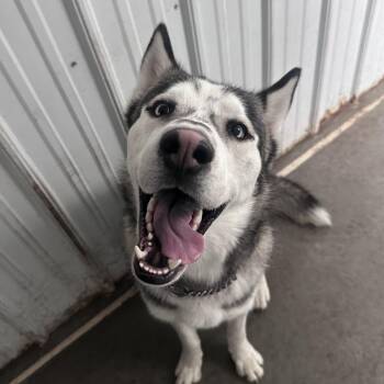 Husky Dogs Available for Adoption in Jamestown, North Dakota - Baloo | PetCurious
