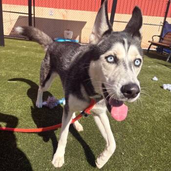 Mavis -  Husky Dog for Adoption in Philadelphia, Pennsylvania - Mavis | PetCurious
