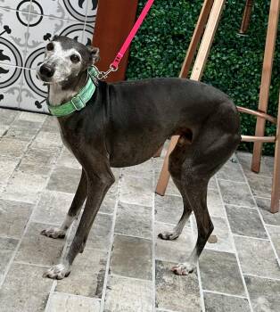 Rescue Italian Greyhound Dogs for Adoption in Elk Grove, California - Fernando | PetCurious