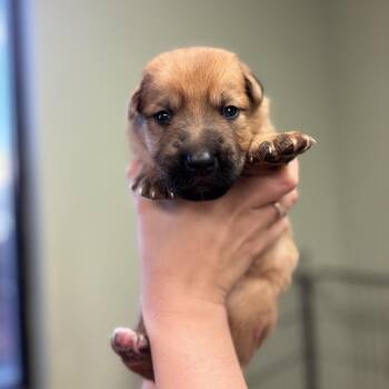 Dean -  Shepherd Dog for Adoption in Springboro, Ohio - Dean | PetCurious
