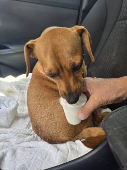 Joey -  Dachshund Dog for Adoption in Houston, Texas - Joey | PetCurious