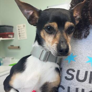 Benjamin -  Chihuahua Dog for Adoption in Skokie, Illinois - Benjamin | PetCurious