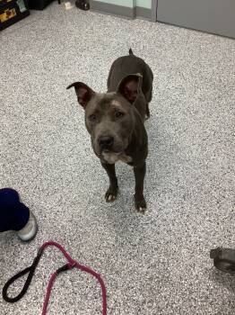 Rescue Terrier Dogs for Adoption in Athens, Tennessee - Josie | PetCurious