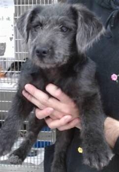 KIMBO -  Terrier and Poodle Dog for Adoption in Salinas, California - KIMBO | PetCurious