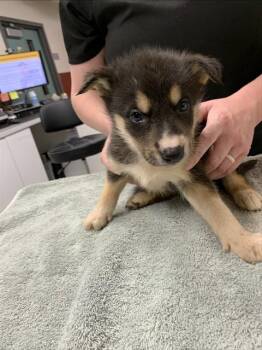 MELODY -  Husky Dog for Adoption in Fairbanks, Alaska - MELODY | PetCurious
