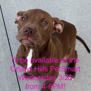 Pit Bull Terrier Dogs Available for Adoption - Mac | PetCurious