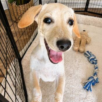Dolly -  Labrador Retriever and Pointer Dog for Adoption in Homewood, Illinois - Dolly | PetCurious