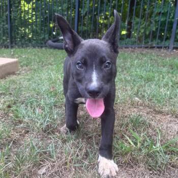 Rescue German Shepherd Dog Dogs for Adoption in Brownsboro, Alabama - Eagle | PetCurious