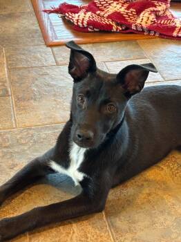 Zuri -  Cattle Dog and Chihuahua Dog for Adoption in Mechanicsburg, Pennsylvania - Zuri | PetCurious