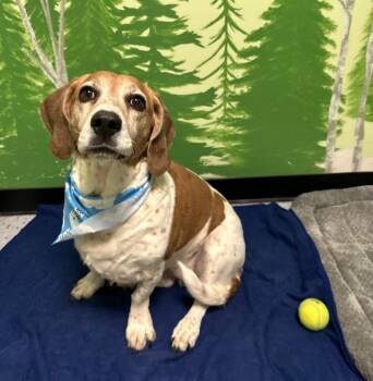 Basset Hound Dogs Available for Adoption - Caira | PetCurious