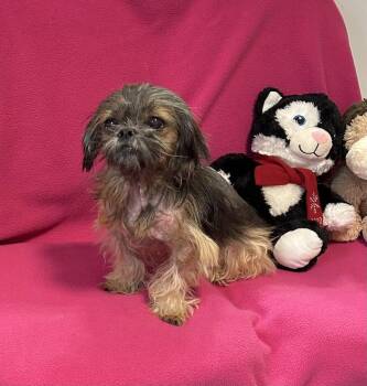Lulu -  Shih Tzu and Brussels Griffon Dog for Adoption in Cedartown, Georgia - Lulu | PetCurious