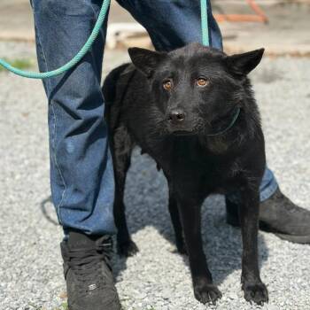 Harlow -  Shepherd and Mixed Breed Dog for Adoption in Washington, District Of Columbia - Harlow | PetCurious