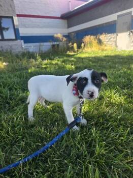 PETUNIA -  German Shepherd Dog and Pit Bull Terrier Dog for Adoption in Casper, Wyoming - PETUNIA | PetCurious