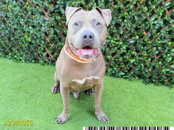 FLINT -  Mixed Breed Dog for Adoption in West Palm Beach, Florida - FLINT | PetCurious