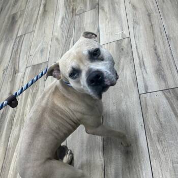 Mufasa -  Pit Bull Terrier Dog for Adoption in Newark, New Jersey - Mufasa | PetCurious