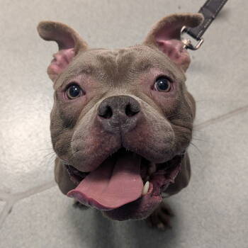 Rescue Pit Bull Terrier Dogs for Adoption in New Castle, Delaware - Dyson | PetCurious