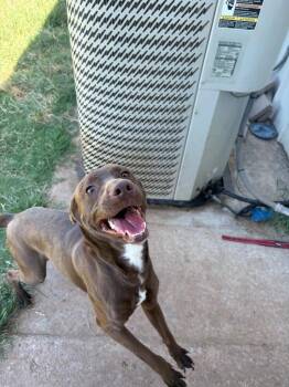 Alexander (Ajax) -  Mixed Breed Dog for Adoption in Bossier City, Louisiana - Alexander (Ajax) | PetCurious