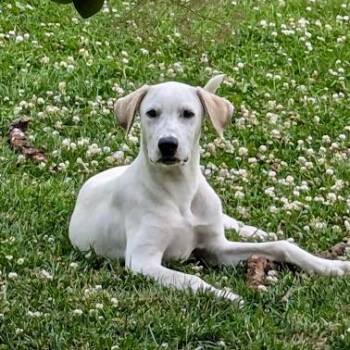 Howie -  Great Pyrenees Dog for Adoption in Shakopee, Minnesota - Howie | PetCurious
