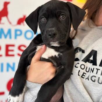 Noche Boots -  Mastiff and Labrador Retriever Dog for Adoption in Morristown, Vermont - Noche Boots | PetCurious