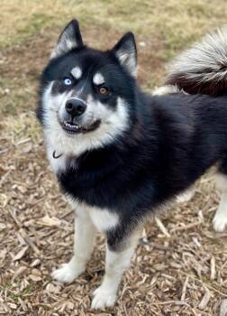Husky and Mixed Breed Dogs Available for Adoption - Avalanche | PetCurious