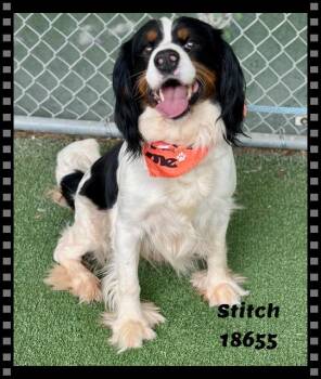 Cavalier King Charles Spaniel and English Setter Dogs Available for Adoption in Marietta, Georgia - STITCH | PetCurious