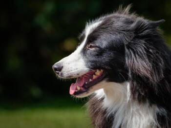 Tina -  Border Collie Dog for Adoption in Pointe-fortune, Quebec - Tina | PetCurious