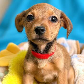 Yoshi -  Chihuahua and Dachshund Dog for Adoption in Boerne, Texas - Yoshi | PetCurious