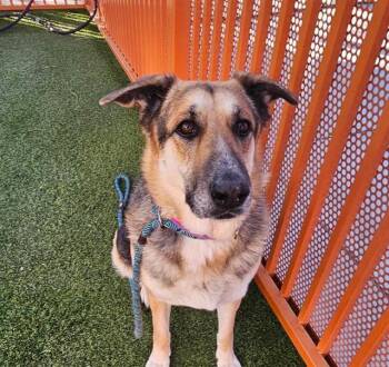PUMA -  German Shepherd Dog Dog for Adoption in Las Vegas, Nevada - PUMA | PetCurious