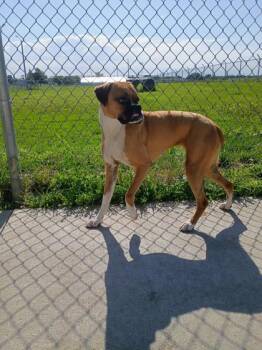 Midge -  Boxer and Mixed Breed Dog for Adoption in Beatrice, Nebraska - Midge | PetCurious